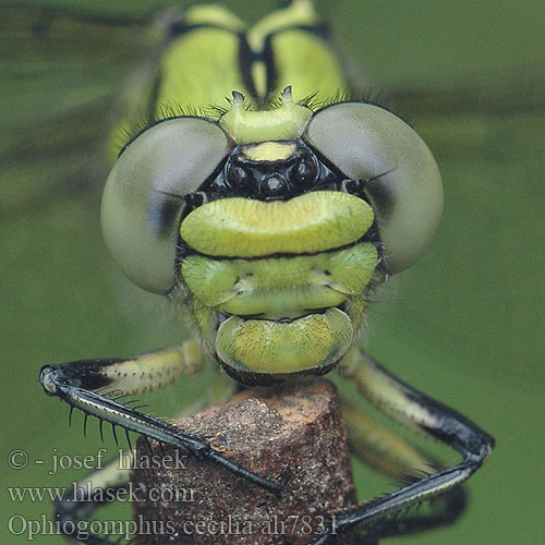 Ophiogomphus cecilia Дедка рогатый Офіогомфус рогатий Green Club-tailed Dragonfly Snaketail Grøn Kølleguldsmed Kirjojokikorento Gomphus serpentin Gaffellibel Gonfo serpentino Grüne Keiljungfer trzepla zielona klínatka rohatá Grön flodtrollslända Kaccji poreccnik Ophiogomphus serpentinus