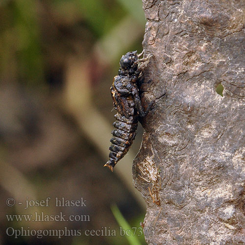 Дедка рогатый Офіогомфус рогатий Kačji potočnik Erdei szitakötő Ophiogomphus cecilia serpentinus Green Club-tailed Dragonfly Snaketail Grøn Kølleguldsmed Kirjojokikorento Gomphus serpentin Gaffellibel Gonfo serpentino Grüne Keiljungfer Trzepla zielona Klínatka rohatá Grön flodtrollslända