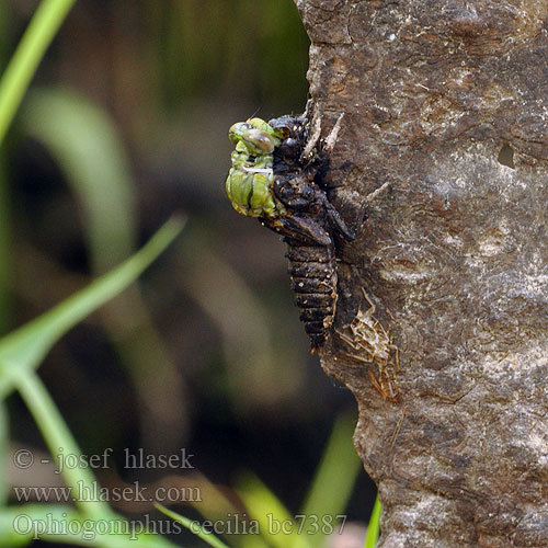 Офіогомфус рогатий Kačji potočnik Erdei szitakötő Ophiogomphus cecilia serpentinus Green Club-tailed Dragonfly Snaketail Grøn Kølleguldsmed Kirjojokikorento Gomphus serpentin Gaffellibel Gonfo serpentino Grüne Keiljungfer Trzepla zielona Klínatka rohatá Grön flodtrollslända Дедка рогатый