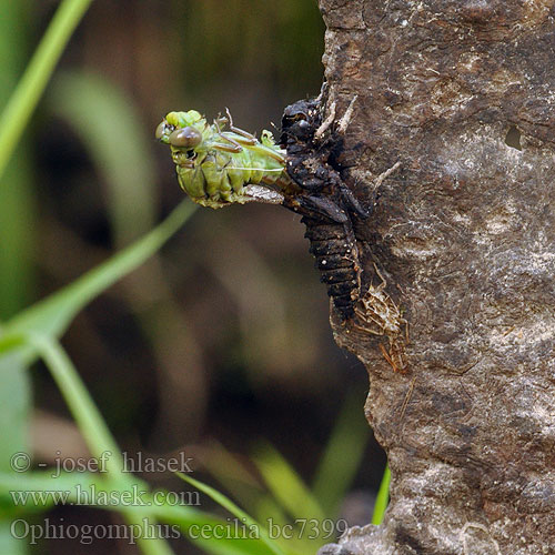 Kačji potočnik Erdei szitakötő Ophiogomphus cecilia serpentinus Green Club-tailed Dragonfly Snaketail Grøn Kølleguldsmed Kirjojokikorento Gomphus serpentin Gaffellibel Gonfo serpentino Grüne Keiljungfer Trzepla zielona Klínatka rohatá Grön flodtrollslända Дедка рогатый Офіогомфус рогатий