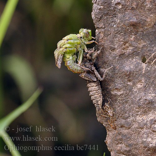 Ophiogomphus cecilia bc7441