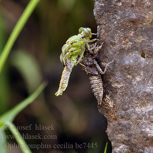 Ophiogomphus cecilia serpentinus Green Club-tailed Dragonfly Snaketail Grøn Kølleguldsmed Kirjojokikorento Gomphus serpentin Gaffellibel Gonfo serpentino Grüne Keiljungfer Trzepla zielona Klínatka rohatá Grön flodtrollslända Дедка рогатый Офіогомфус рогатий Kačji potočnik Erdei szitakötő