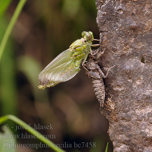 Ophiogomphus serpentinus Green Club-tailed Dragonfly Snaketail Grøn Kølleguldsmed Kirjojokikorento Gomphus serpentin Gaffellibel Gonfo serpentino Grüne Keiljungfer Trzepla zielona Klínatka rohatá Grön flodtrollslända Дедка рогатый Офіогомфус рогатий Kačji potočnik Erdei szitakötő