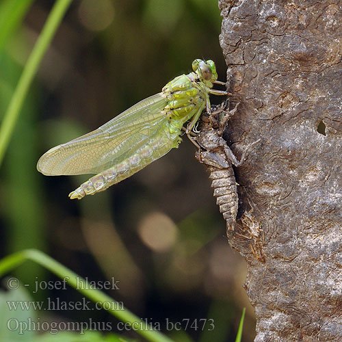 Green Club-tailed Dragonfly Snaketail Grøn Kølleguldsmed Kirjojokikorento Gomphus serpentin Gaffellibel Gonfo serpentino Grüne Keiljungfer Trzepla zielona Klínatka rohatá Grön flodtrollslända Дедка рогатый Офіогомфус рогатий Kačji potočnik Erdei szitakötő Ophiogomphus cecilia serpentinus