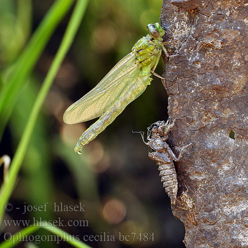 Ophiogomphus cecilia bc7484