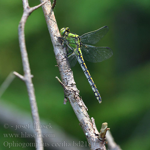 Ophiogomphus cecilia bd2180