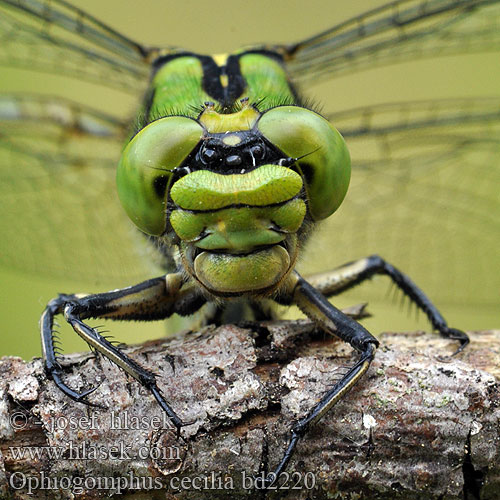 Ophiogomphus cecilia bd2220