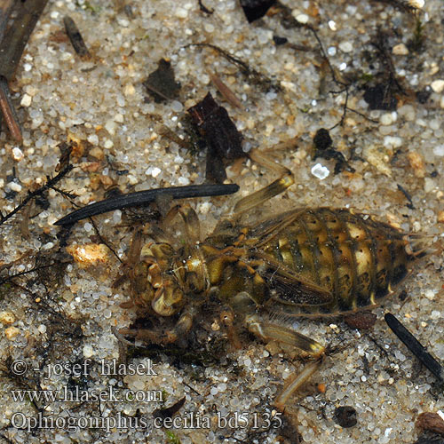 Ophiogomphus cecilia bd5135