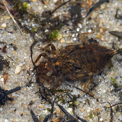 Ophiogomphus cecilia bd5154