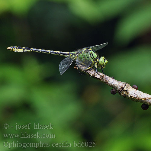 Ophiogomphus cecilia bd6025