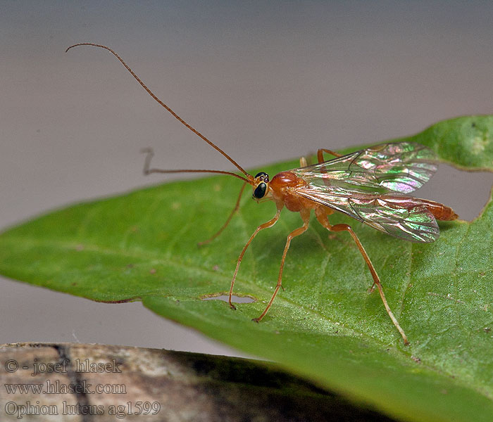 Ophion luteus Lumek žlutý Наездник желтый