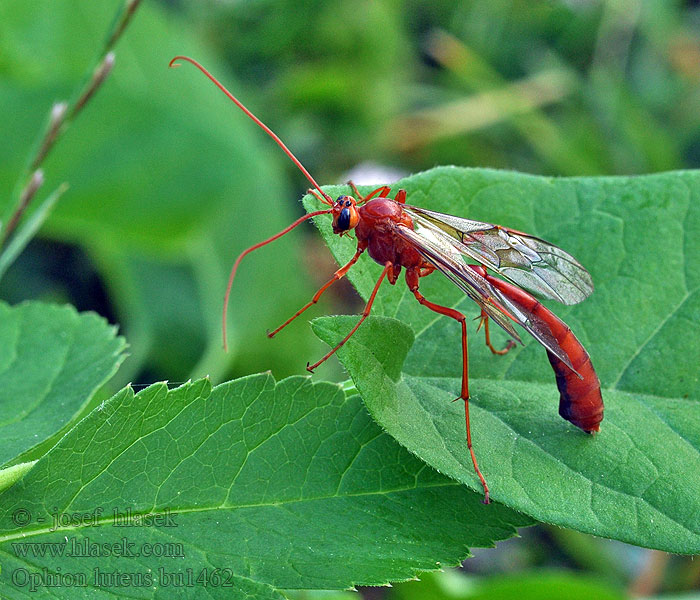 Ophion luteus Lumek žlutý Наездник желтый