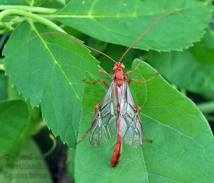 Ophion luteus Lumek žlutý Наездник желтый