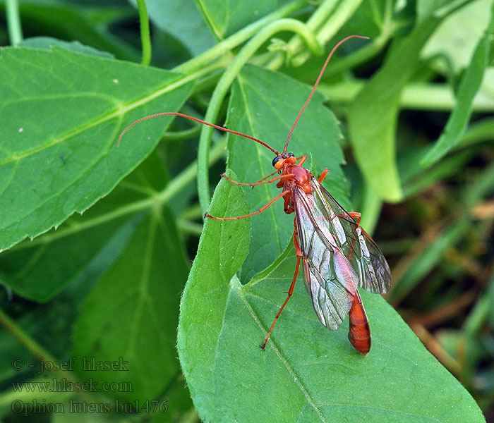 Ophion luteus Lumek žlutý Наездник желтый