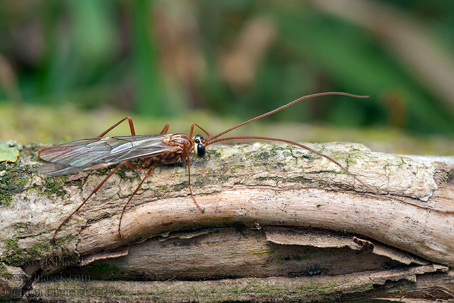 Ophion luteus Lumek žlutý Наездник желтый