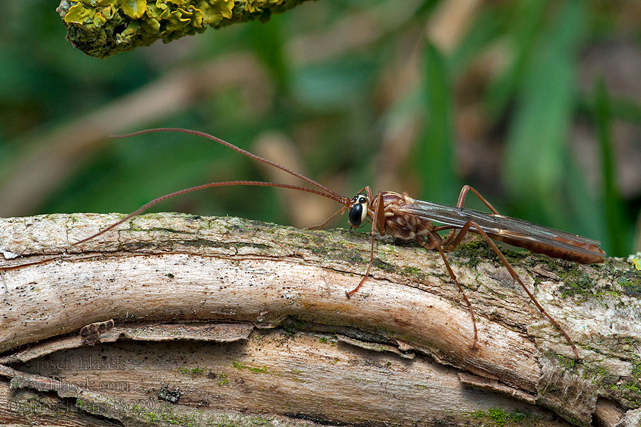 Ophion luteus Lumek žlutý Наездник желтый