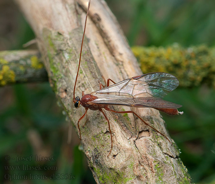 Ophion luteus Lumek žlutý Наездник желтый