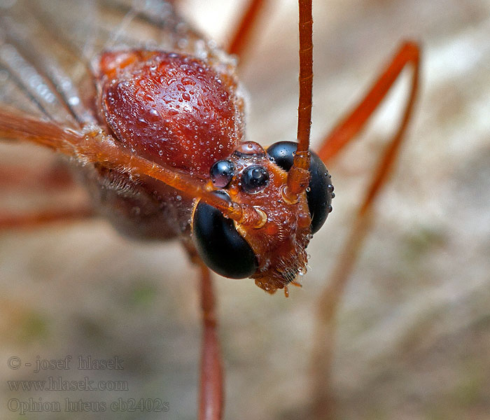 Ophion luteus Lumek žlutý Наездник желтый