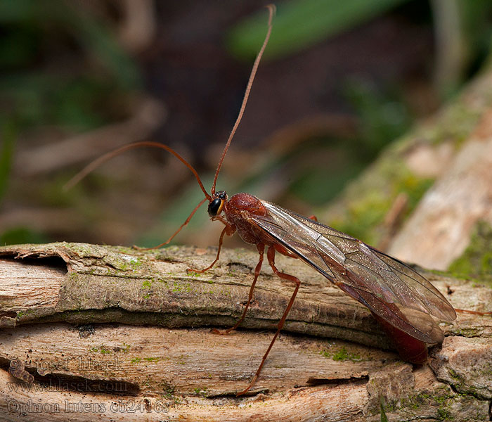 Ophion luteus Lumek žlutý Наездник желтый