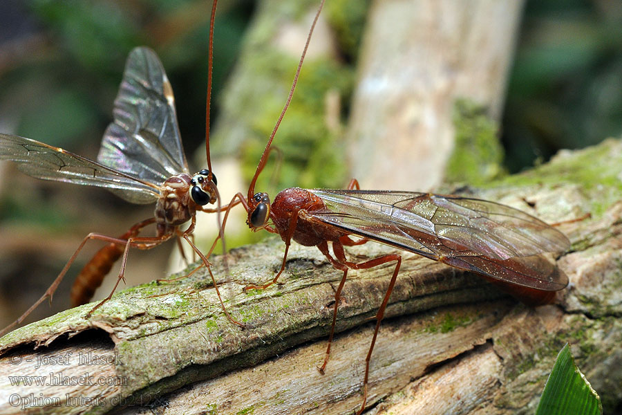 Ophion luteus Lumek žlutý Наездник желтый