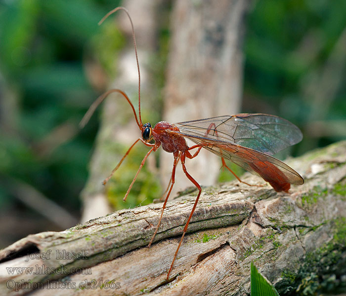 Ophion luteus Lumek žlutý Наездник желтый