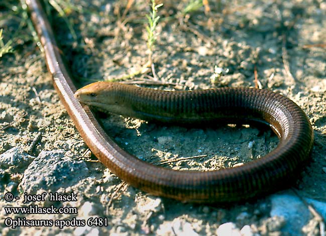 Żółtopuzik bałkański Желтопузик Глухарь Slepúch beznohý Páncélos seltopuzik Змиегущерът Ophisaurus apodus Pseudopus Scheltopusik European Glass Lizard Pseudopo europeo Blavor žlutý Oluklu kertenkele Ophisaure