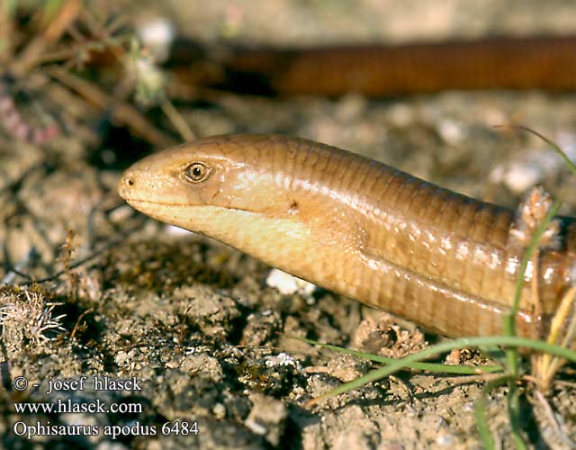 Páncélos seltopuzik Змиегущерът Ophisaurus apodus Pseudopus Scheltopusik European Glass Lizard Pseudopo europeo Blavor žlutý Oluklu kertenkele Ophisaure Żółtopuzik bałkański Желтопузик Глухарь Slepúch beznohý