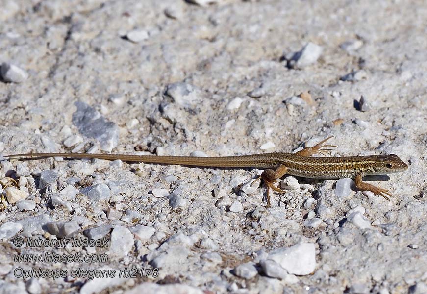 Ophisops elegans Europäische Schlangenaugen-Eidechse