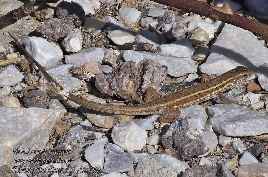 Ophisops elegans Ještěrkovec štíhlý Tarla kertenkelesi