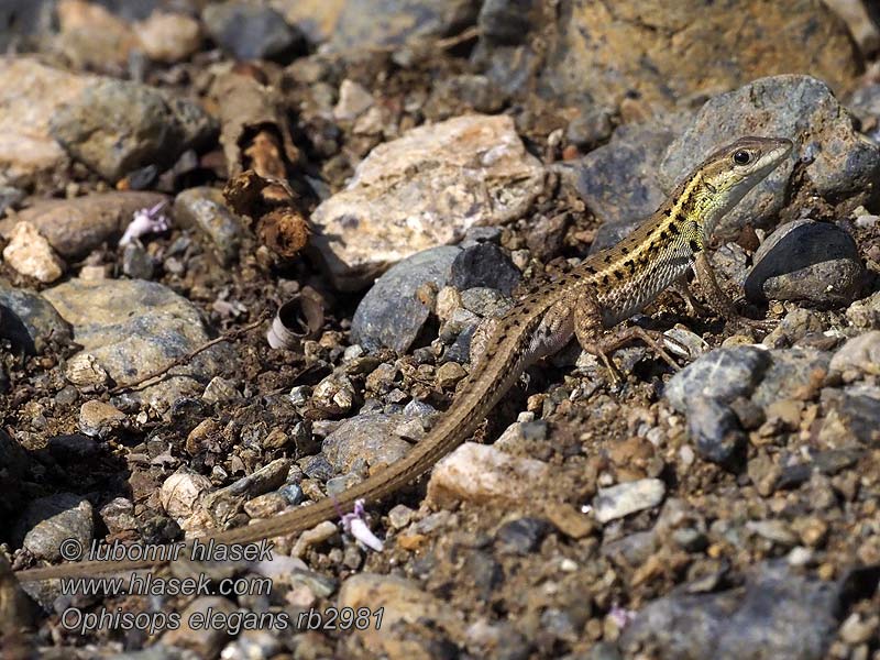 Ještěrkovec štíhlý Ophisops elegans