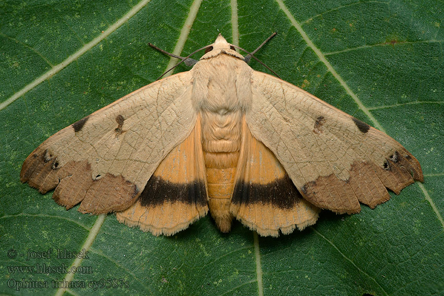 Ophiusa tirhaca Pistazieneule