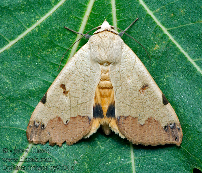 Ophiusa tirhaca Pistachière