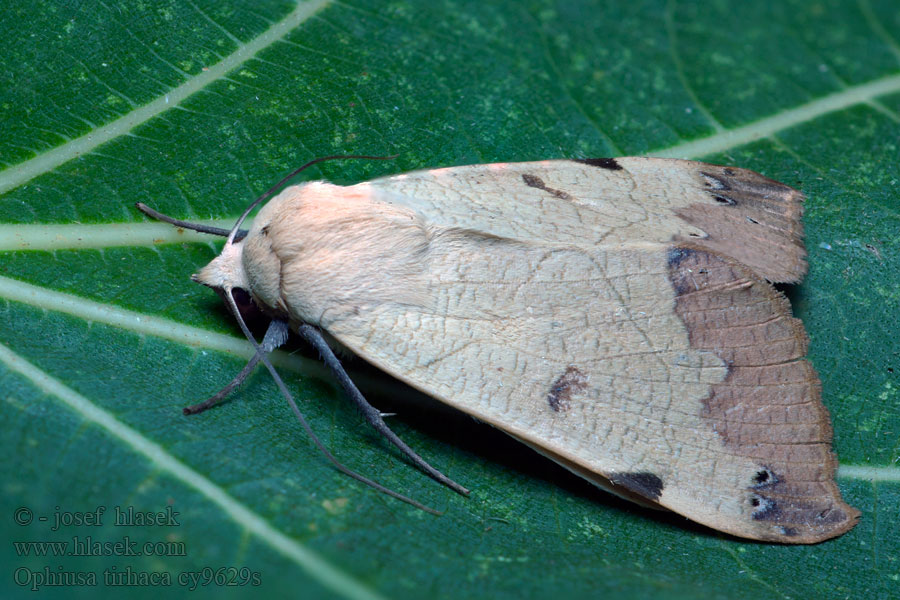 Pistazieneule Ophiusa tirhaca