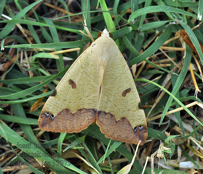 Ophiusa tirhaca