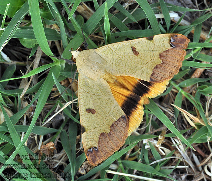 Pistazieneule Ophiusa tirhaca