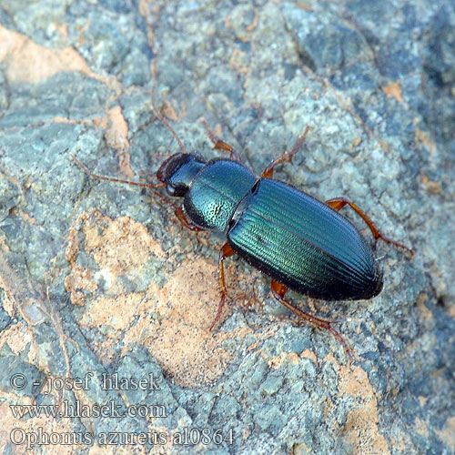 Ophonus azureus Harpalus