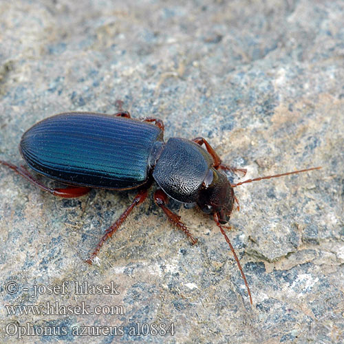 Harpalus Ophonus azureus