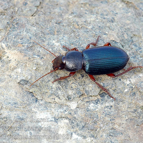 Harpalus azureus Ophonus