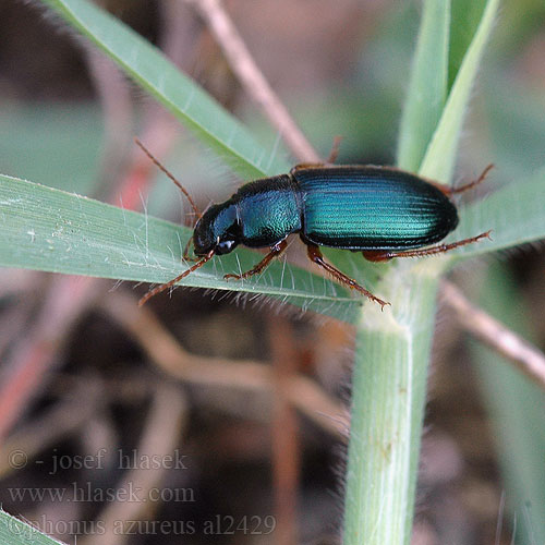 Harpalus azureus Ophonus