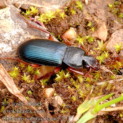 Ophonus sabulicola ae3257