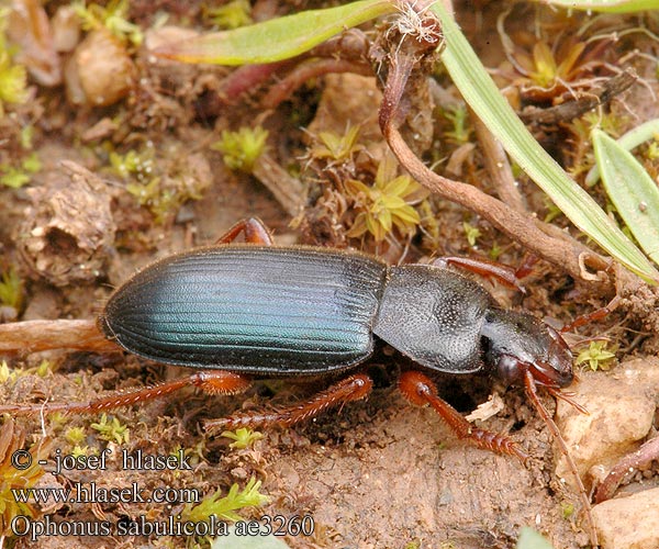 Ophonus sabulicola ae3260