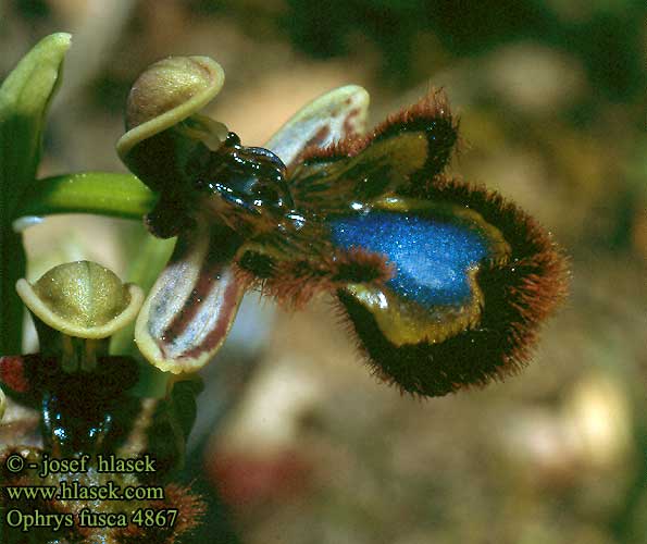 Ophrys fusca