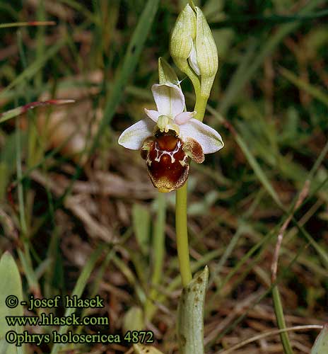 Офрис шелковистый Orquídea araña Čmjełowa orchija