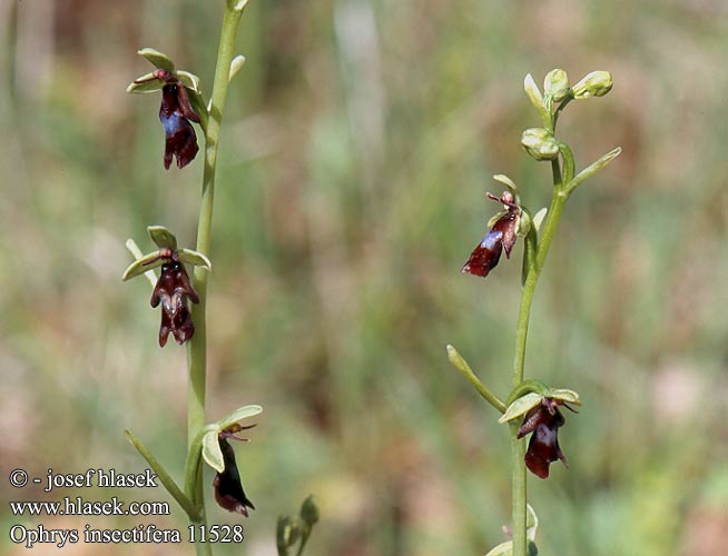 Ophrys insectifera Fliegen-Ragwurz Fly Orchid Ophrys mouche