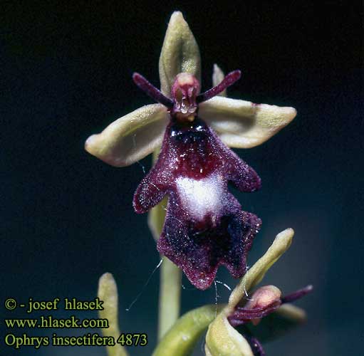 Vliegenorchis Flueblomst Flugblomster Fly Orchid Kimalaisorho