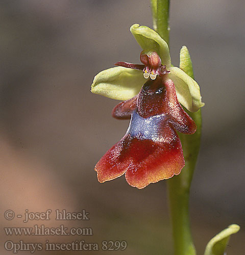 Ophrys insectifera Офрис насекомоносная Tořič hmyzonosný