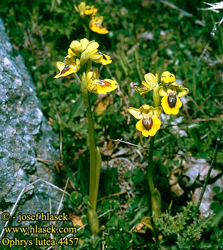 Ophrys lutea