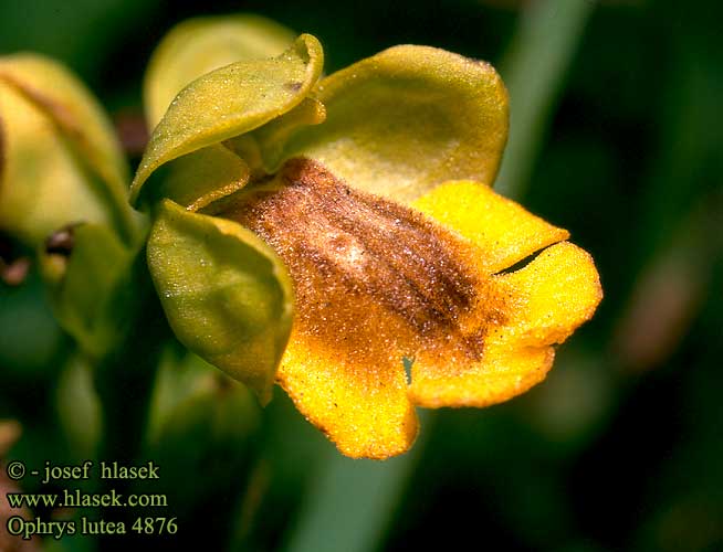 Ophrys lutea