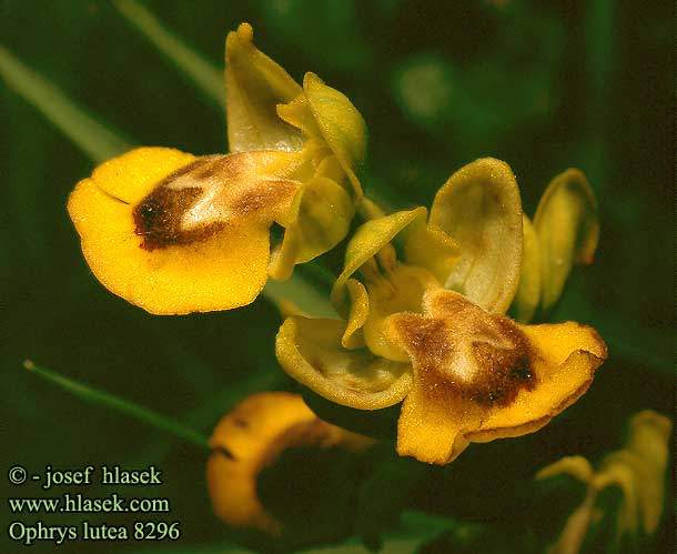 Ophrys lutea