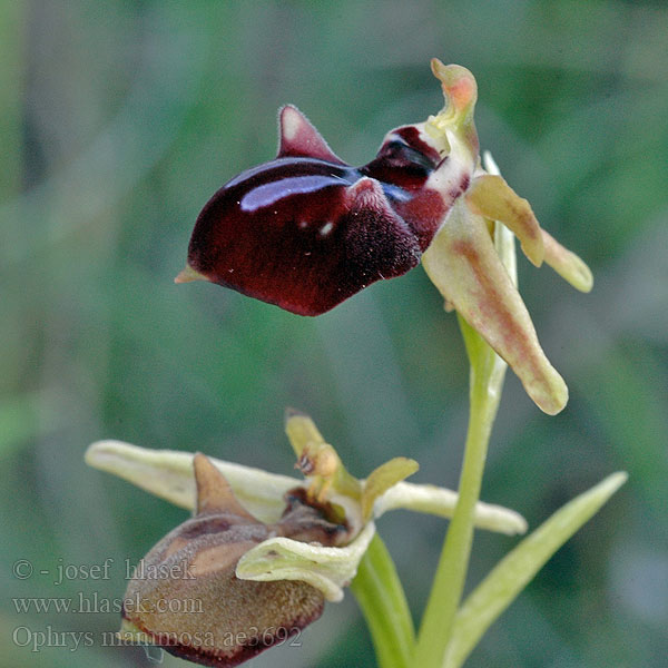 Busen-Ragwurz Bosom Orchid Офрис кавказская кримська